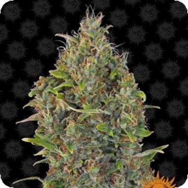 Barneys Farm Cannabis Seeds Critical Kush Auto