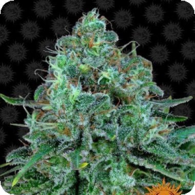 Barneys Farm Cannabis Seeds Critical Kush