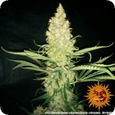 Barneys  Farm  Cannabis  Seeds  G13  Haze