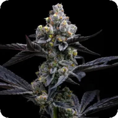 Barneys Farm Cannabis Seeds Garlic Cookies