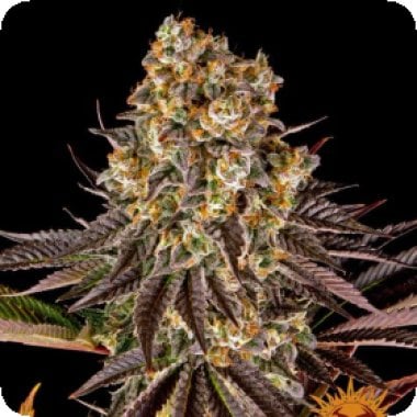 Barneys Farm Cannabis Seeds Gelato 45