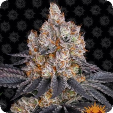 Barneys Farm Cannabis Seeds Gelato