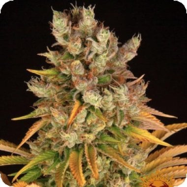 Barneys Farm Cannabis Seeds Gmo