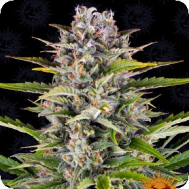 Barneys Farm Cannabis Seeds Gorilla Zkittlez Auto