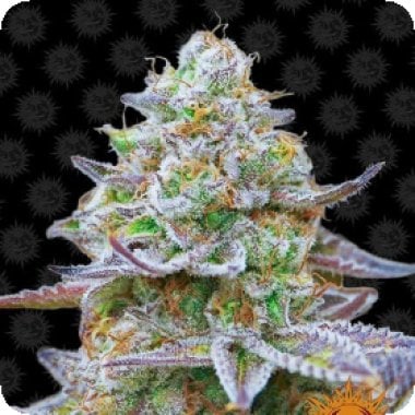 Barneys  Farm  Cannabis  Seeds  Gorilla  Zkittlez