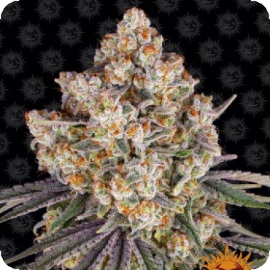 Barneys Farm Cannabis Seeds Ice Cream Cake