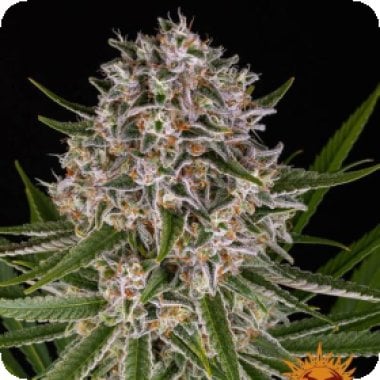 Barneys Farm Cannabis Seeds Lemon Haze Auto