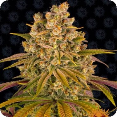 Barneys Farm Cannabis Seeds Lemon Tree