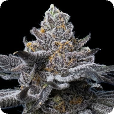 Barneys Farm Cannabis Seeds Lfg