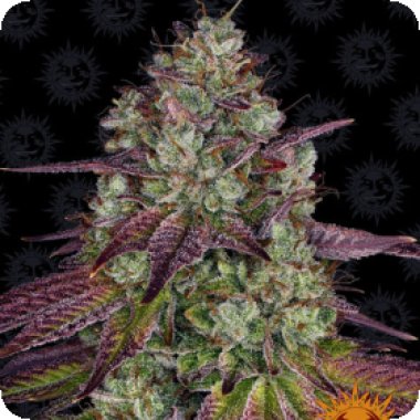 Barneys Farm Cannabis Seeds Mimosa Evo
