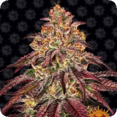 Barneys Farm Cannabis Seeds Mimosa X Orange Punch Auto