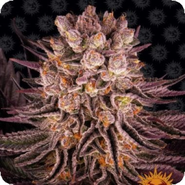 Barneys Farm Cannabis Seeds Mimosa X Orange Punch