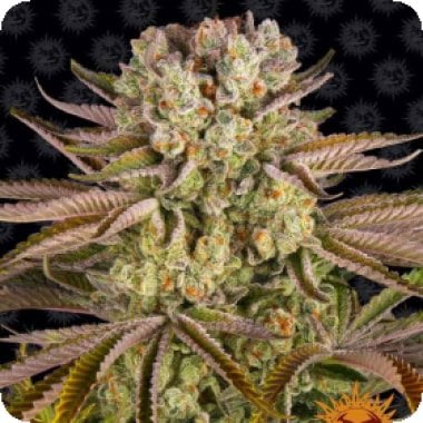 Barneys Farm Cannabis Seeds Pineapple Express