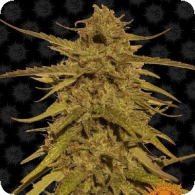 Barneys Farm Cannabis Seeds Pineapple Haze