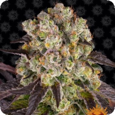 Barneys  Farm  Cannabis  Seeds  Purple  Punch  X  Lemon  Drizzle