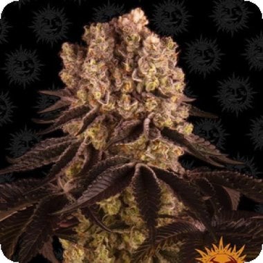Barneys Farm Cannabis Seeds Purple Punch