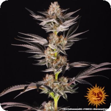 Barneys Farm Cannabis Seeds Rs11 X Banana Og