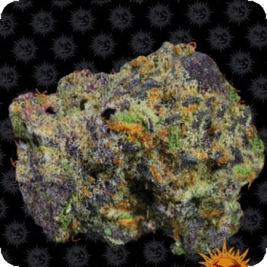 Barneys Farm Cannabis Seeds Runtz Muffin