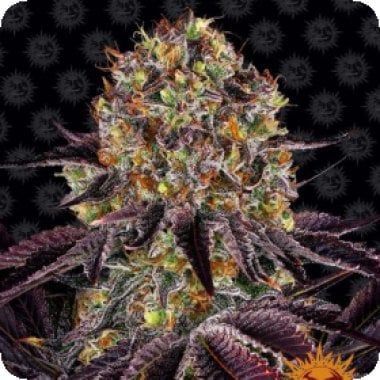 Barneys Farm Cannabis Seeds Runtz X Layer Cake