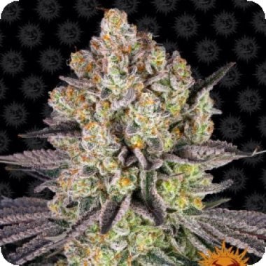 Barneys Farm Cannabis Seeds Runtz