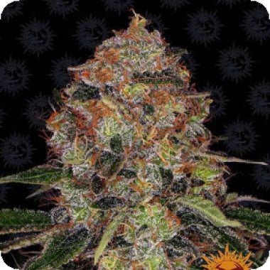 Barneys Farm Cannabis Seeds Shiskaberry