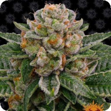 Barneys Farm Cannabis Seeds Skywalker Og Auto