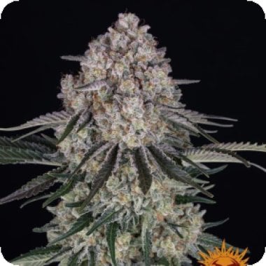 Barneys Farm Cannabis Seeds Sour Diesel Auto