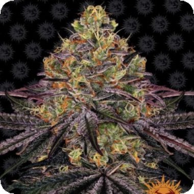 Barneys Farm Cannabis Seeds Watermelon Zkittlez