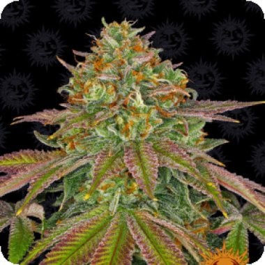 Barneys Farm Cannabis Seeds Wedding Cake