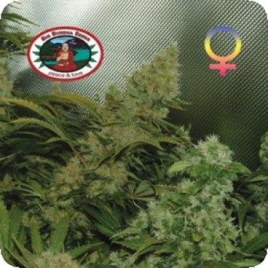 Big Buddha Cannabis Seeds Bubble Cheese