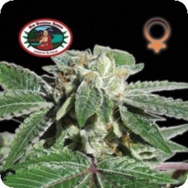 Big Buddha Cannabis Seeds Buddha Kush O G