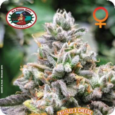 Big Buddha Cannabis Seeds Cheese Puffs