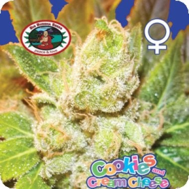 Big Buddha Cannabis Seeds Cookies Cream Cheese