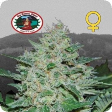 Big Buddha Cannabis Seeds Freeze Cheese 89
