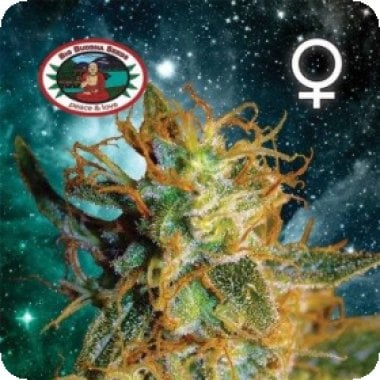 Big  Buddha  Cannabis  Seeds  Silver  Cheese