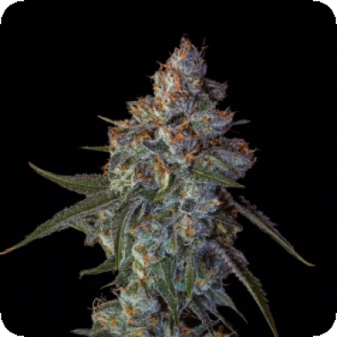 Big  Head  Cannabis  Seeds  Classic  Line  Cherry  Pie