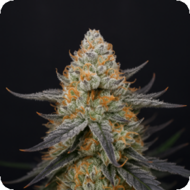 Big Head Cannabis Seeds Trailblazer Line Arctic Cherries