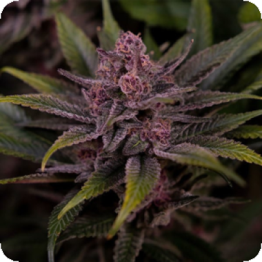 Big Head Cannabis Seeds Trailblazer Line Biscotti