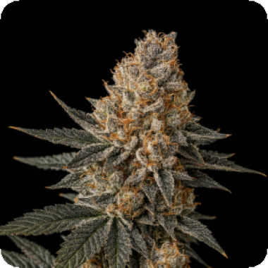 Big Head Cannabis Seeds Trailblazer Line Jelly Breath