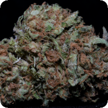 Big Head Cannabis Seeds Trailblazer Line Zkittles