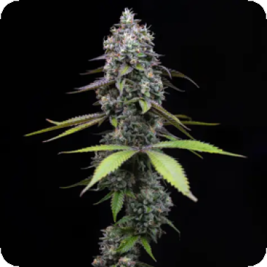 Big Head Cannabis Seeds Trailblazer Line Zoap