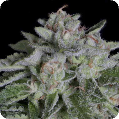 Big Head Cannabis Seeds Watermelon Zkittelz