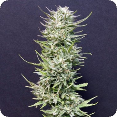 Bighead  Cannabis  Seeds  Big  Freeze