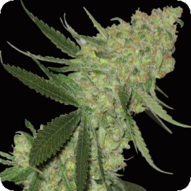 Bighead  Cannabis  Seeds  Big  Stilton  Auto