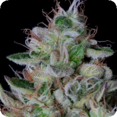 Bighead Cannabis Seeds Dos Gelato