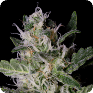 Bighead Cannabis Seeds Platinum Cookies