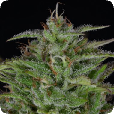Bighead Cannabis Seeds Sherbert Dab
