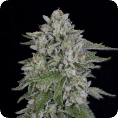 Bighead Cannabis Seeds Skywalka Cookies