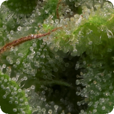 Bighead Cannabis Seeds Strawberry Banana