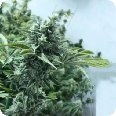 Black  Farm  Genetix  Cannabis  Seeds  Lemon  Miracle